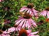 Schmetterlinge auf Echinacea